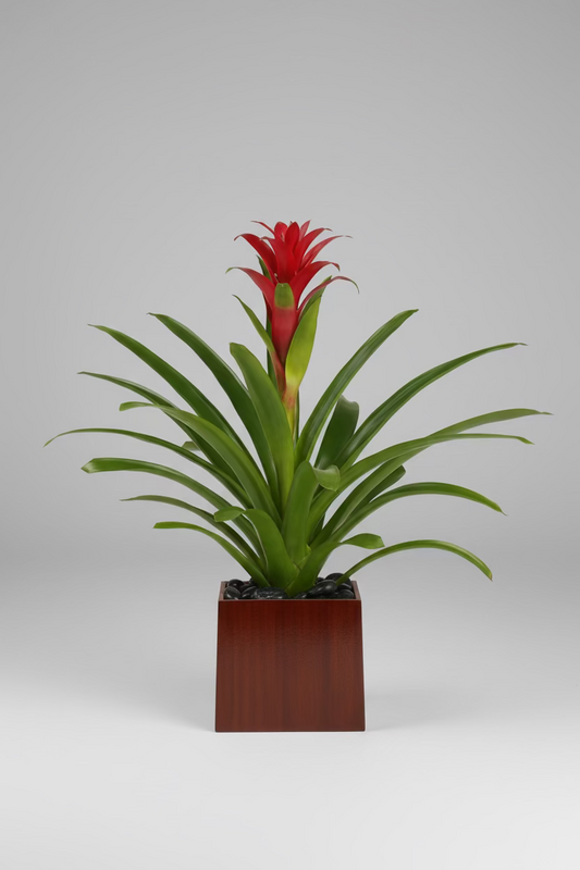 A potted bromeliad plant with a bright red flower and long green leaves, set in a square reddish-brown wooden planter against a neutral gray background.