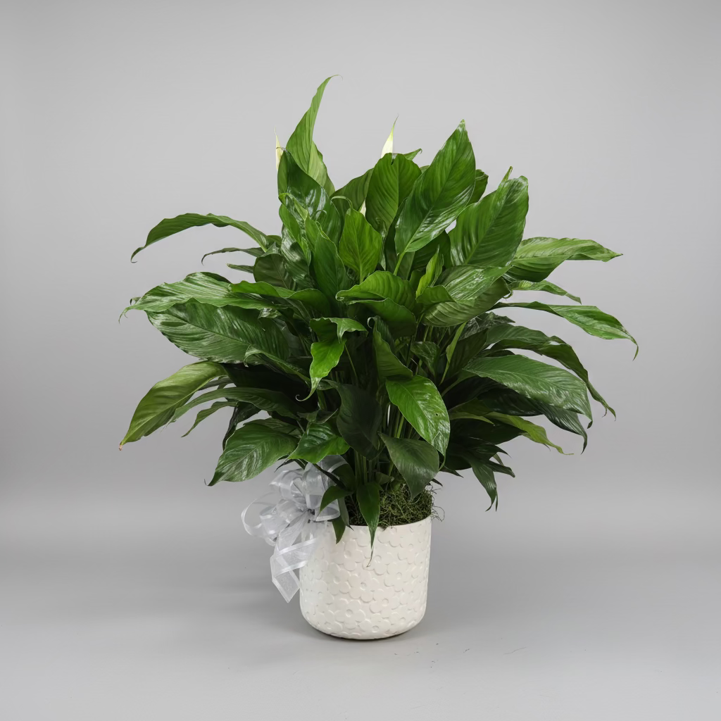 Peace Lily Plant